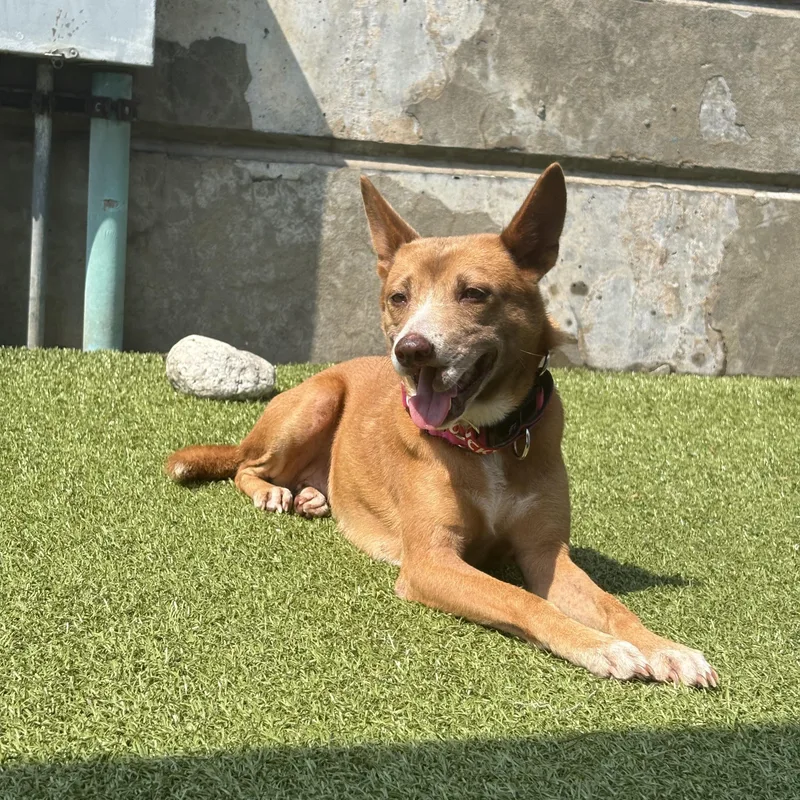 Mafire Soi Dog thumbnail 2