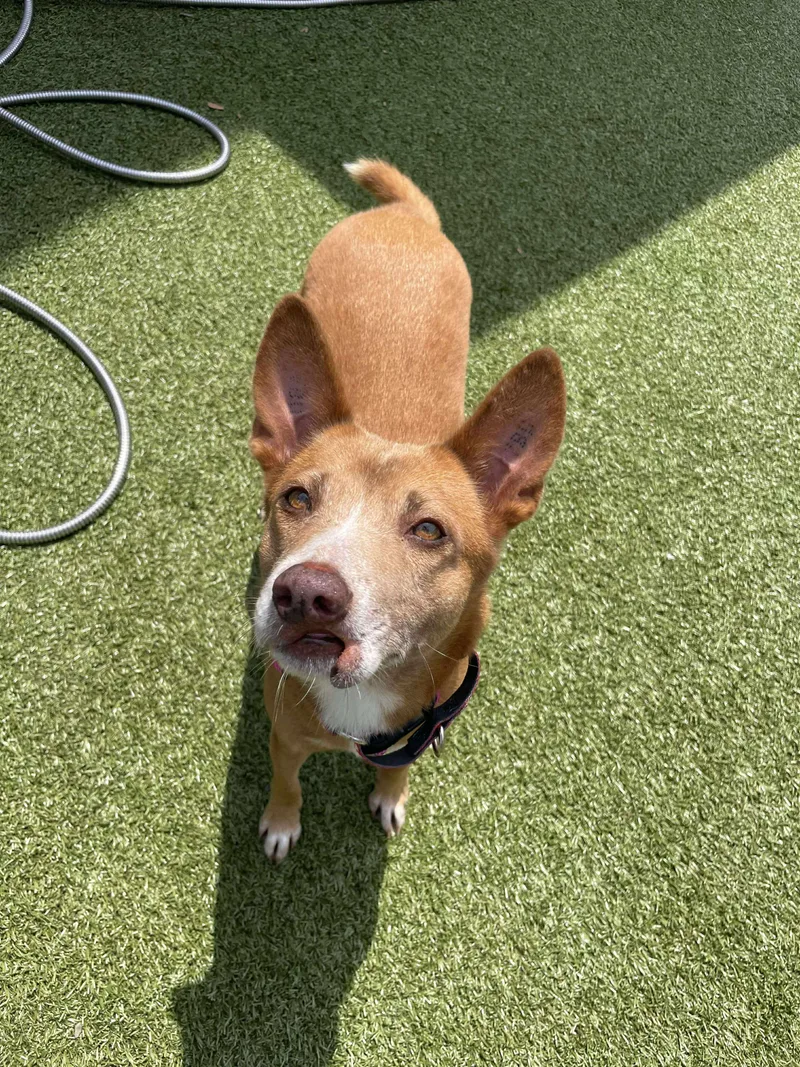 Mafire Soi Dog thumbnail 4