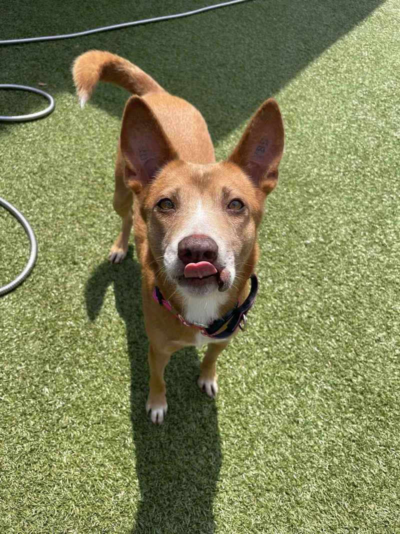 Mafire Soi Dog thumbnail 5