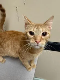 A baby medium-sized male Domestic Short Hair cat named Herbie for adoption in Chillicothe, OH