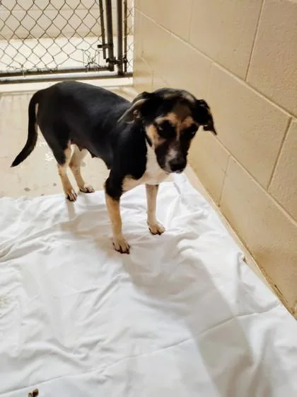 A young medium-sized female Mixed Breed dog named Sugar Pie for adoption in Port Saint Joe, FL
