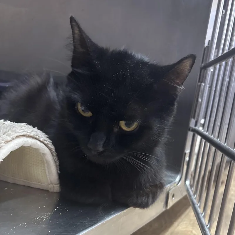 An adult small-sized female Black Domestic Short Hair cat named Chantilly Lace for adoption in Hinesville, GA