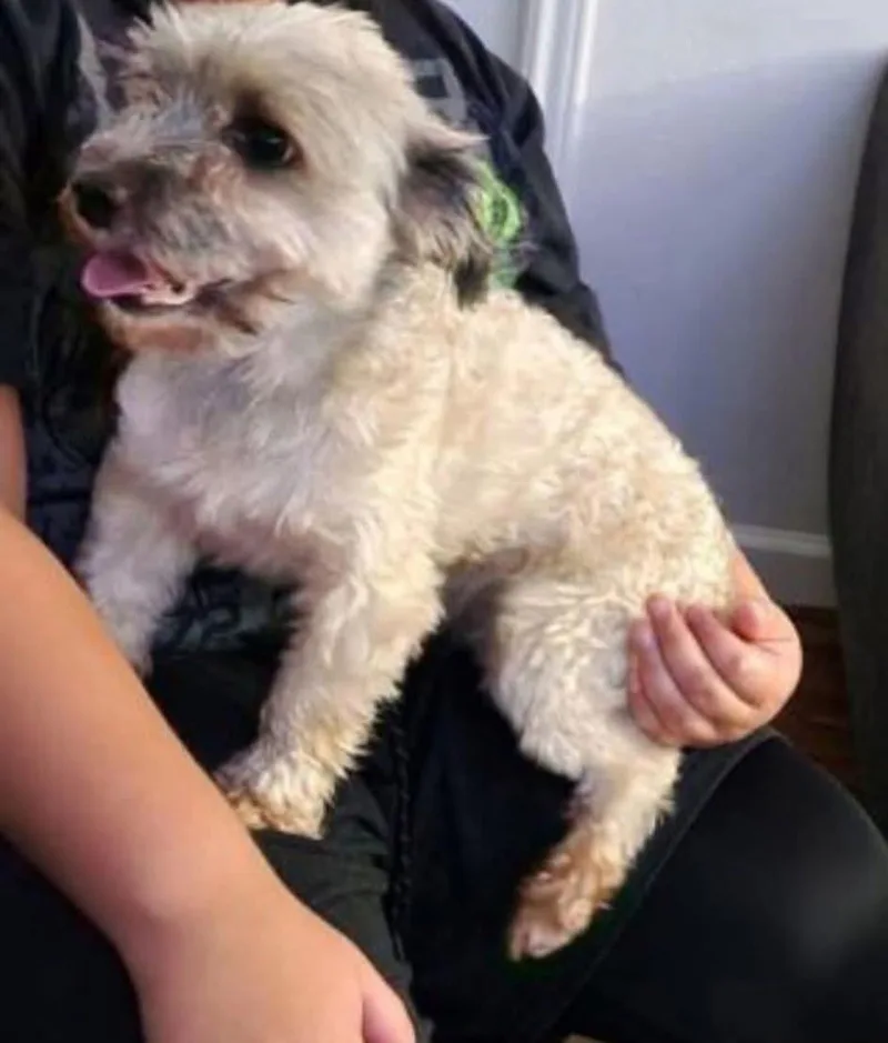 An adult small-sized male White / Cream Lhasa Apso dog named Tye for adoption in Grand Prairie, TX