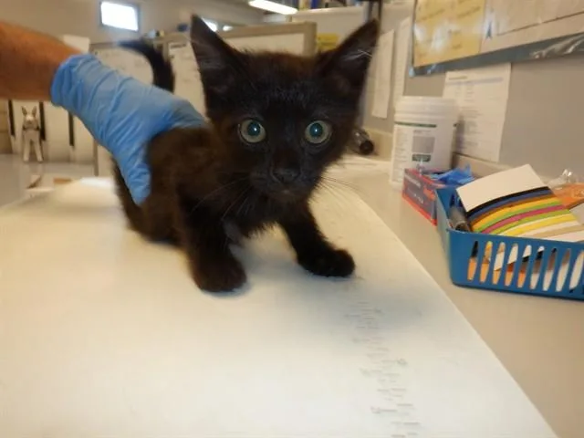 A baby small-sized male Domestic Medium Hair cat named Latte for adoption in San Jose, CA