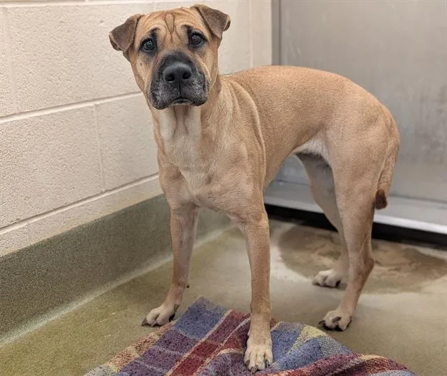 An adult medium-sized female Shar-Pei dog named Leigh for adoption in Moreno Valley, CA