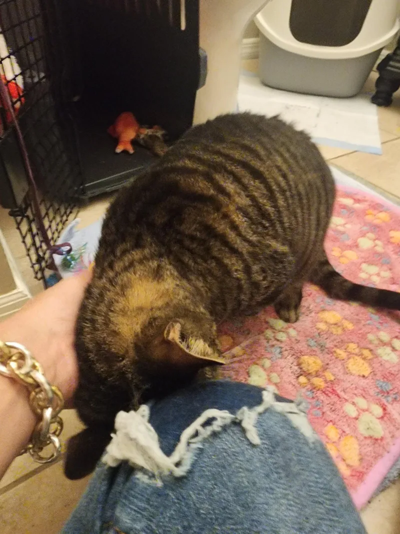 An adult medium-sized female Domestic Short Hair cat named Junie for adoption in Orlando, FL