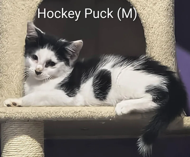 A baby medium-sized male Domestic Short Hair cat named Hockey Puck for adoption in Saugerties, NY