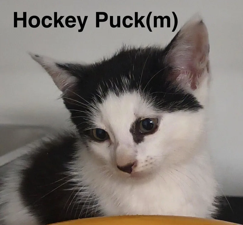 Hockey Puck thumbnail 2