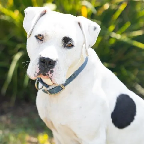 An adult large-sized male Pit Bull Terrier dog named Holstein for adoption in Camarillo, CA