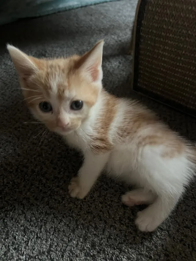 Darlene & Qtip thumbnail 4