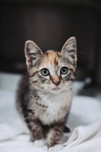A young small-sized female Domestic Short Hair cat named A Maplepetco North Charleston for adoption in North Charleston, SC