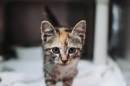A Maplepetco North Charleston thumbnail 3