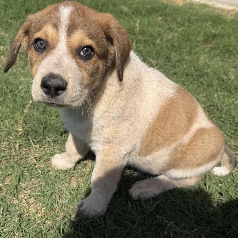 A baby large-sized male German Shepherd Dog dog named Aster for adoption in Krum, TX