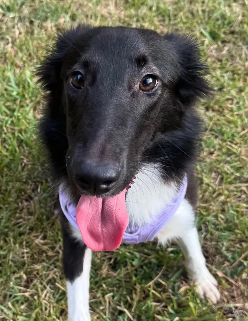 A young medium-sized female Border Collie dog named Gemma for adoption in Cordova, TN