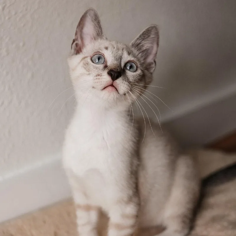 Olaf
