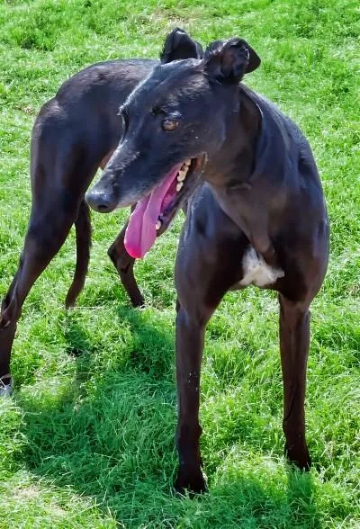 An adult large-sized female Black Greyhound dog named Lady for adoption in Dallas, TX