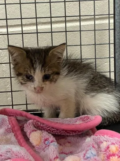 A baby small-sized female Domestic Medium Hair cat named Emmie for adoption in Gainesville, FL