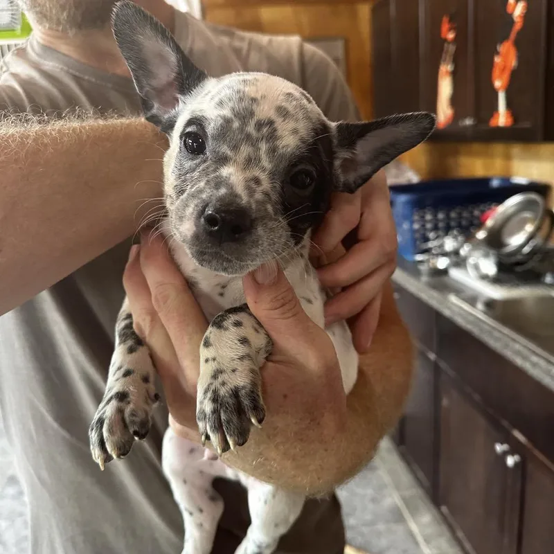 Finn