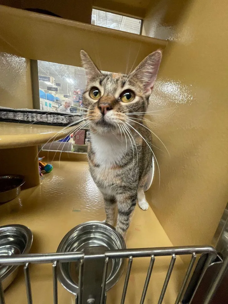 An adult medium-sized female Domestic Short Hair cat named Dottie for adoption in Pompano Beach, FL