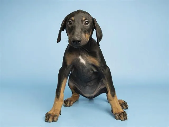A baby small-sized female Doberman Pinscher dog named Coral for adoption in Phoenix, AZ