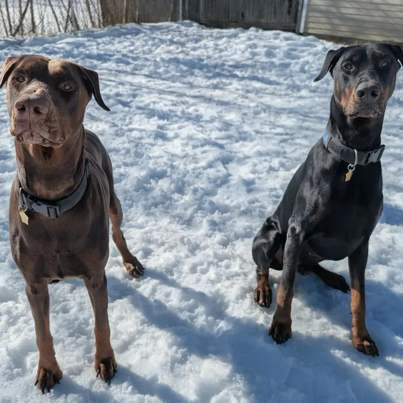 An adult large-sized female Red / Chestnut / Orange Doberman Pinscher dog named Kira And Koda for adoption in Sandown, NH
