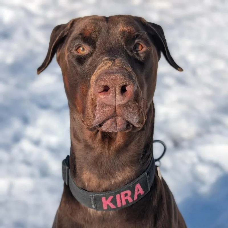 Kira And Koda thumbnail 2