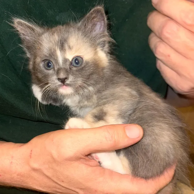 A baby small-sized female Gray / Blue / Silver Domestic Short Hair cat named Julieta for adoption in Las Vegas, NV