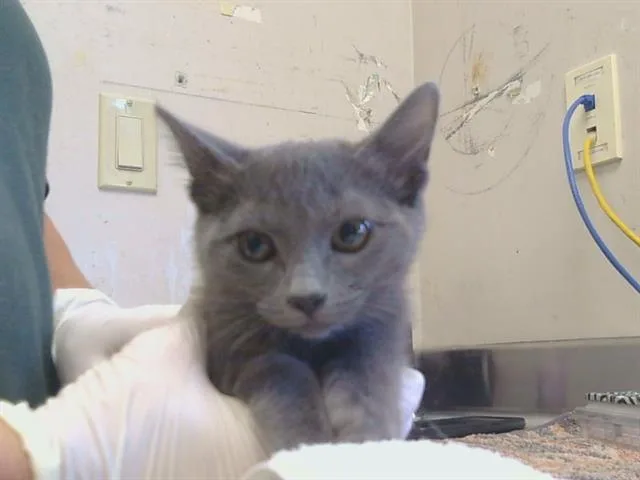 A baby small-sized female Domestic Short Hair cat named Lilac for adoption in Sacramento, CA