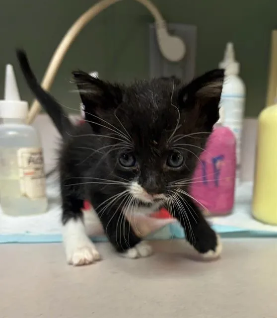 A baby small-sized female Domestic Short Hair cat named Garbanzo for adoption in Jacksonville, FL