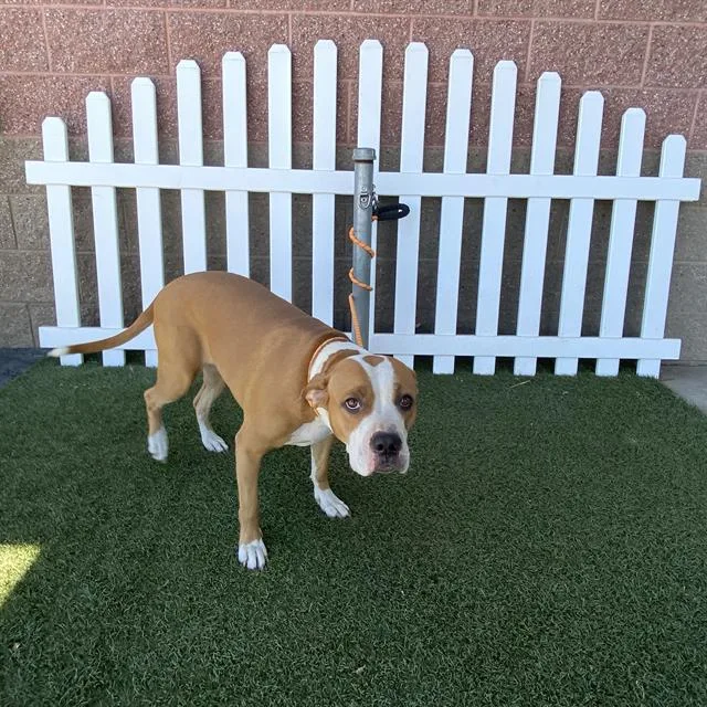 A young large-sized female Pit Bull Terrier dog named Kinzie for adoption in Modesto, CA