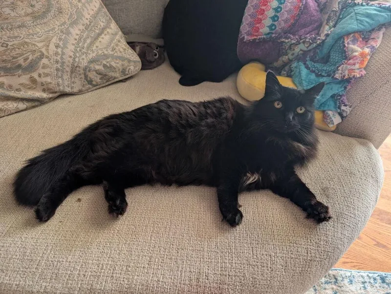 An adult large-sized female Black Domestic Long Hair cat named Sheba for adoption in Salisbury, NC