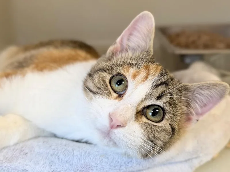 A baby medium-sized female Domestic Short Hair cat named Tigger for adoption in Menomonie, WI