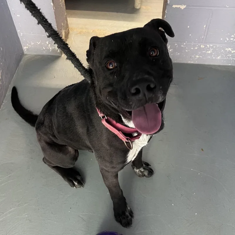 Gryffindor thumbnail 2