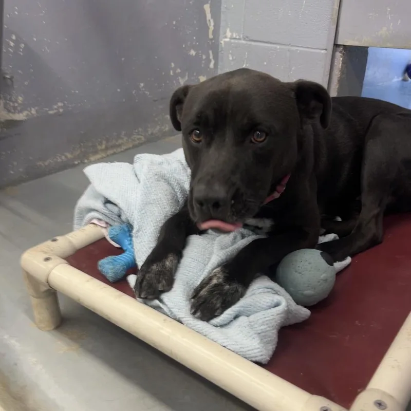 Gryffindor thumbnail 3