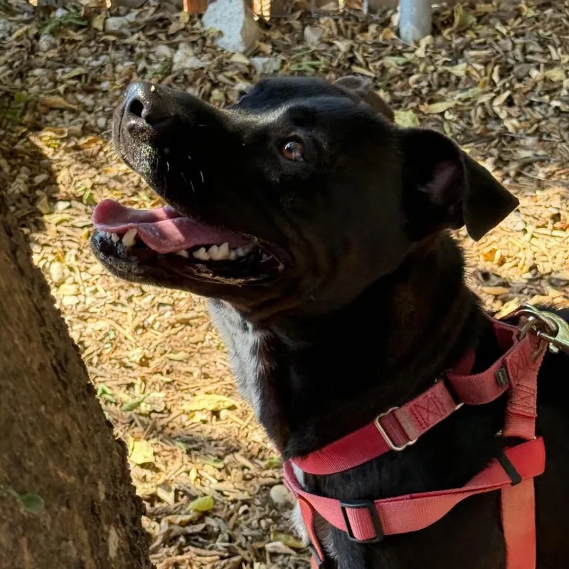 Gryffindor thumbnail 4