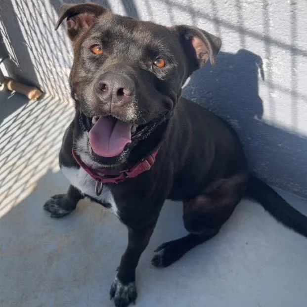 Gryffindor thumbnail 6