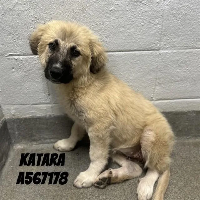 Katara