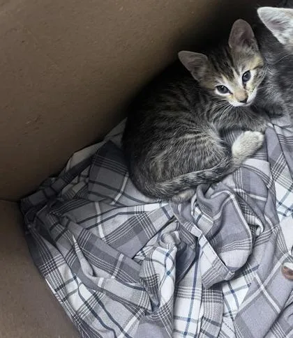 A baby small-sized female Domestic Short Hair cat named Tortie for adoption in Daytona Beach, FL