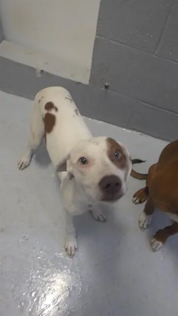 A young small-sized female Mixed Breed dog named Ruby for adoption in Augusta, GA