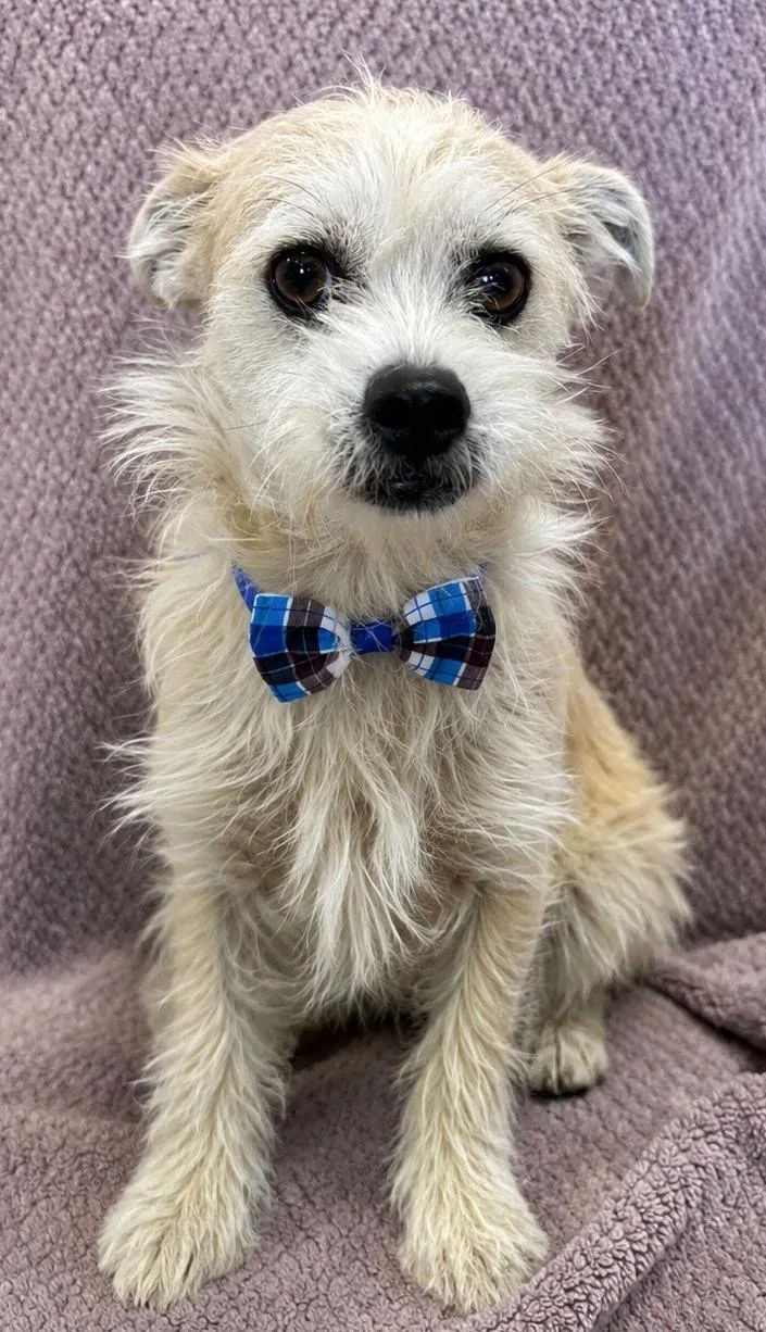 A young small-sized male White / Cream Terrier dog named Pj for adoption in Lodi, CA