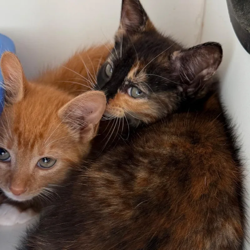 A baby small-sized female Calico Domestic Short Hair cat named Sapphire for adoption in Port Richey, FL