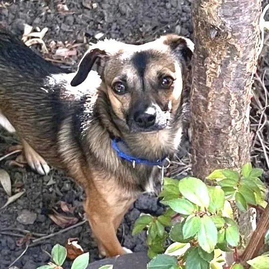 An adult small-sized male Brown / Chocolate Chihuahua dog named Cafecito for adoption in San Francisco, CA