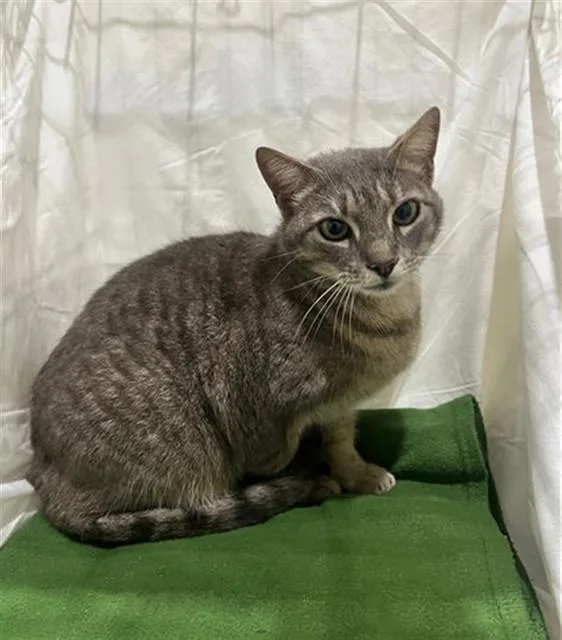 An adult medium-sized female Domestic Short Hair cat named Mya for adoption in Winter Haven, FL
