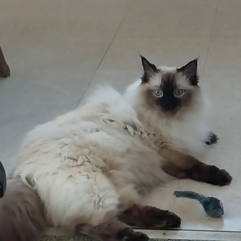 An adult medium-sized female Ragdoll cat named Belle for adoption in FITCHBURG, MA