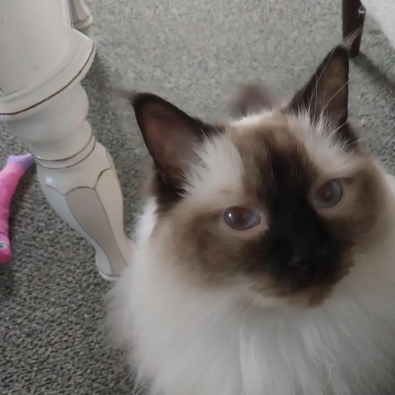 Belle thumbnail 6