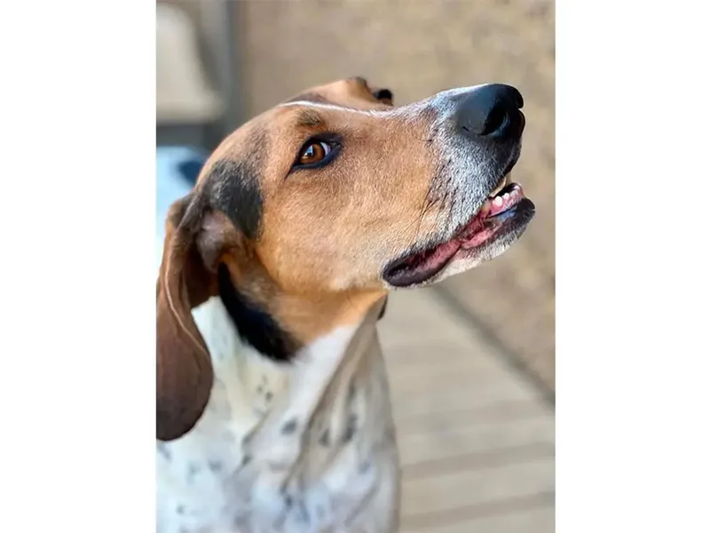 A young large-sized female Treeing Walker Coonhound dog named Miss Lucy for adoption in Leawood, KS