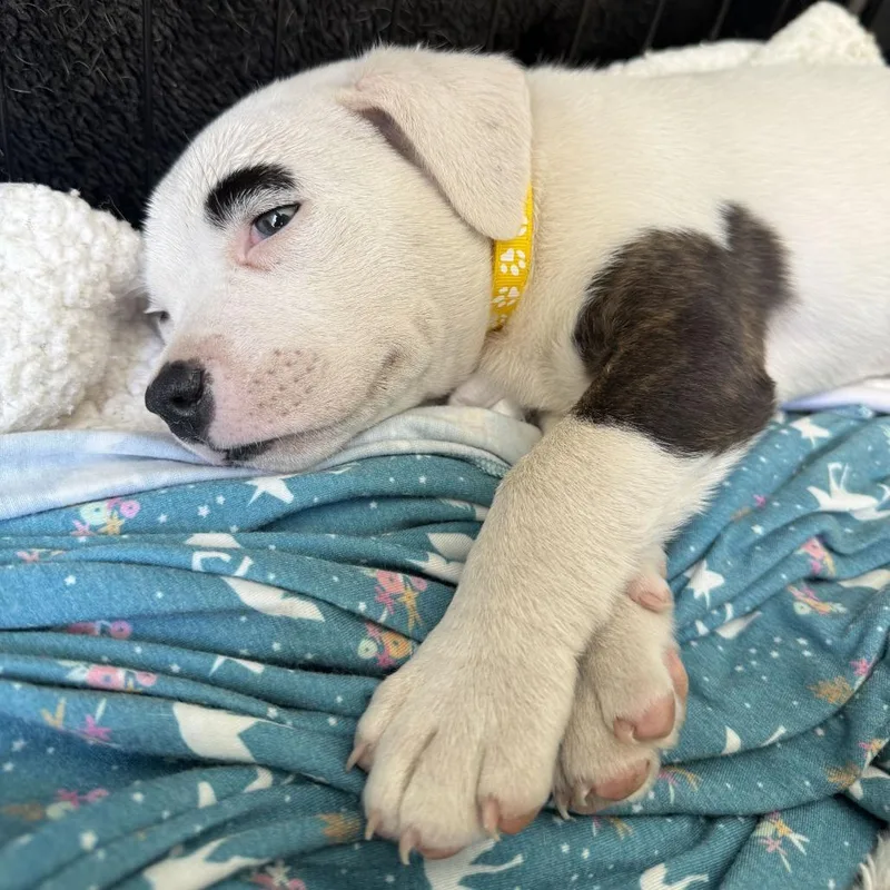 A baby small-sized male White / Cream American Staffordshire Terrier dog named Pinto for adoption in Turlock, CA