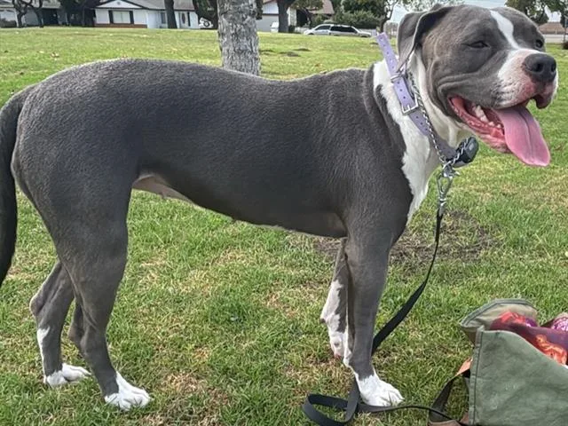 An adult large-sized female Pit Bull Terrier dog named Stormi for adoption in Camarillo, CA