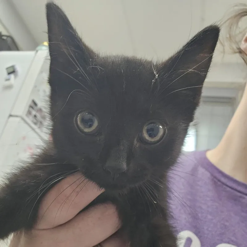 A baby small-sized female Black Domestic Short Hair cat named Gumdrop Jane for adoption in Evansville, IN