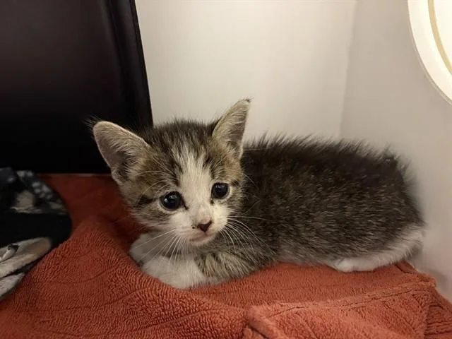 A baby small-sized female Domestic Medium Hair cat named Petunia for adoption in Ontario, CA